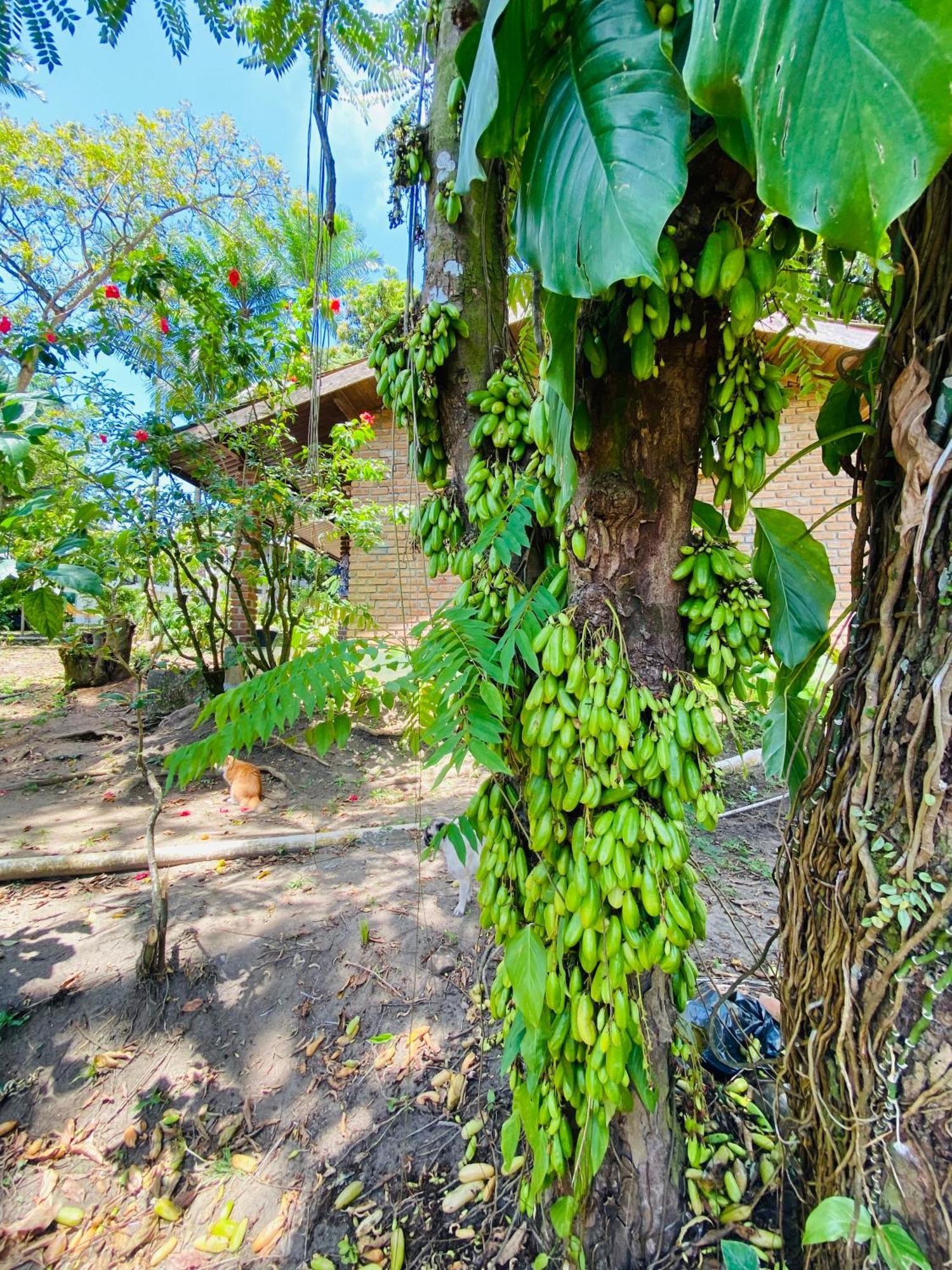 Pousada Coco Dende Velha Boipeba ภายนอก รูปภาพ