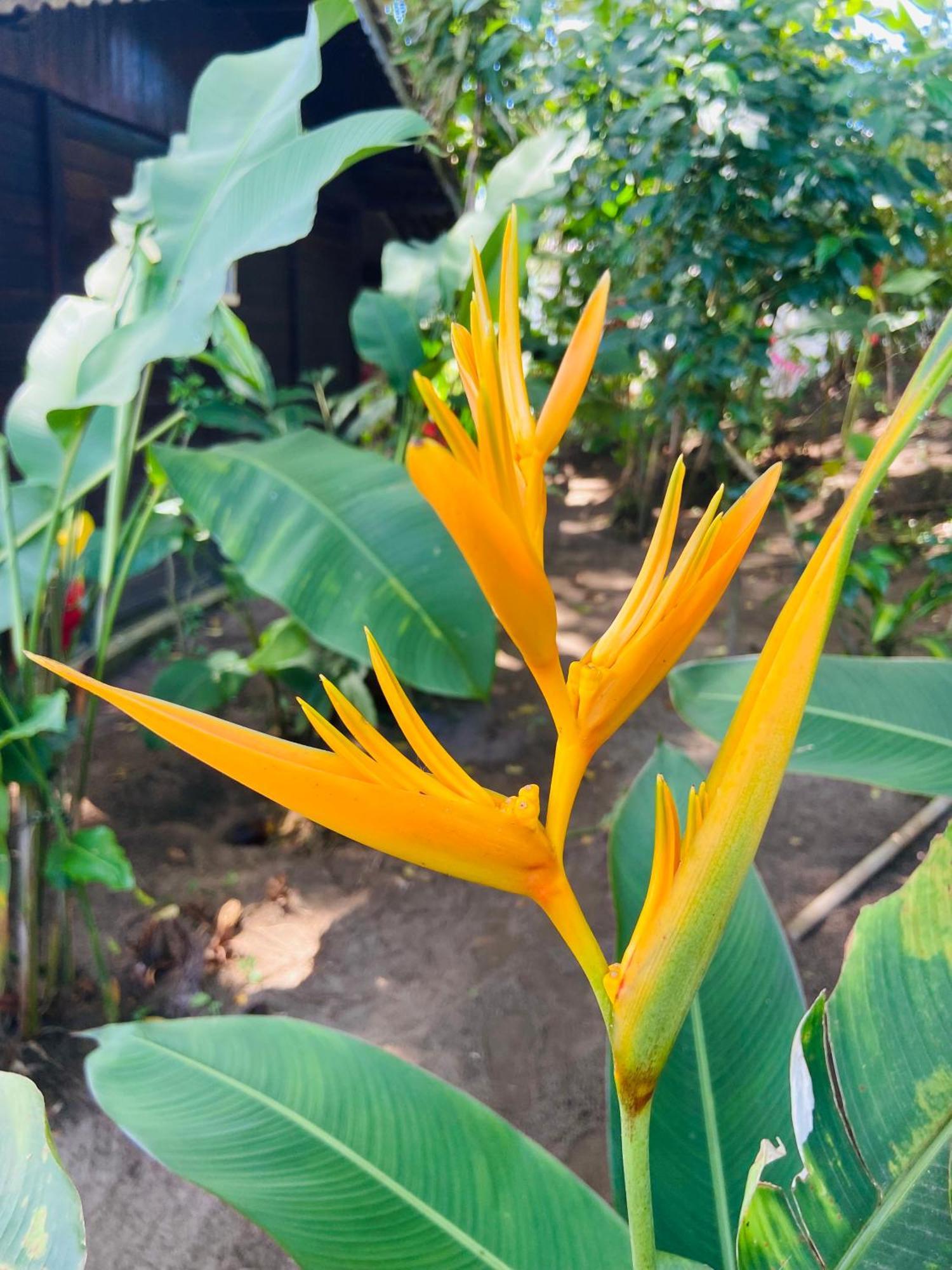 Pousada Coco Dende Velha Boipeba ภายนอก รูปภาพ